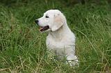 GOLDEN RETRIEVER 950